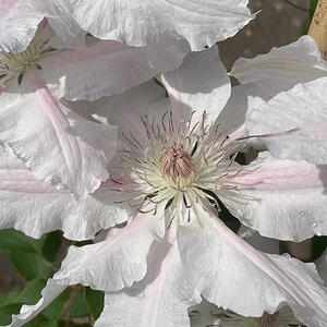 Clematis 'Hyde Hall'