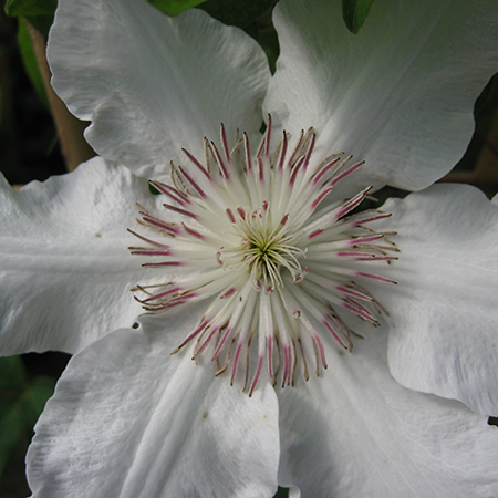 Clematis 'Hyde Hall'
