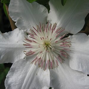 Clematis 'Hyde Hall'