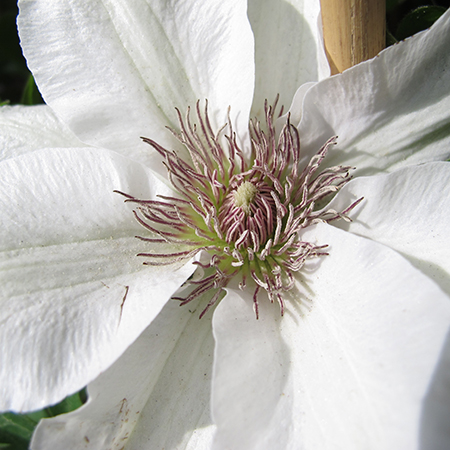 Clematis 'Kitty'