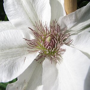 Clematis 'Kitty'