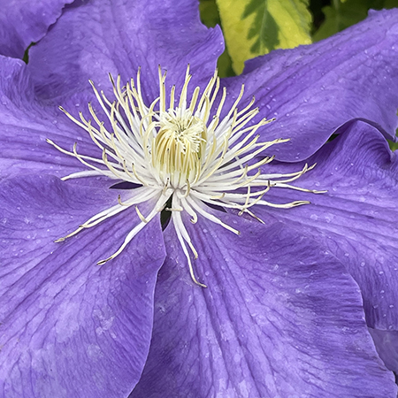 Clematis 'Lasurstern'