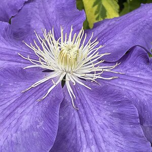 Clematis 'Lasurstern'