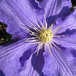 Clematis 'Lasurstern'