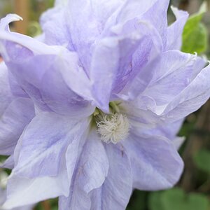 Clematis 'Mazury Crater Lake'