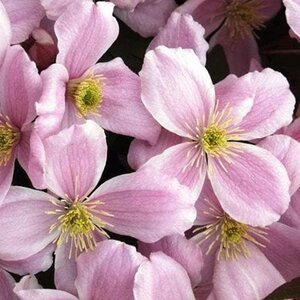 Clematis montana 'Elizabeth'
