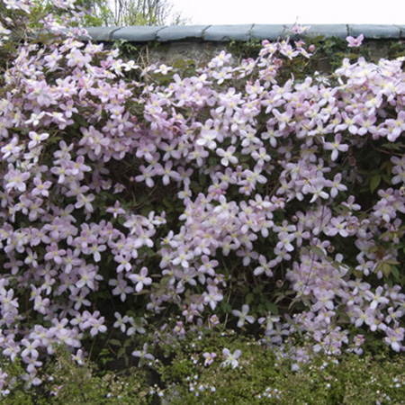 Clematis montana 'Elizabeth'