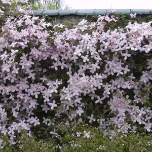 Clematis montana 'Elizabeth'