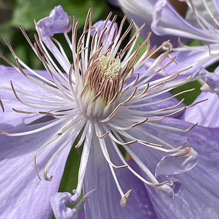 Clematis 'Mrs Cholmondeley'