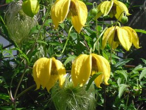 Clematis Bill Mackenzie