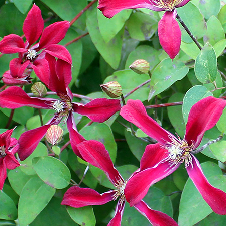Clematis texensis 'Gravetye Beauty'
