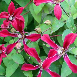 Clematis texensis 'Gravetye Beauty'