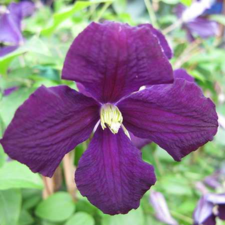 Clematis viticella 'Etoile Violette'
