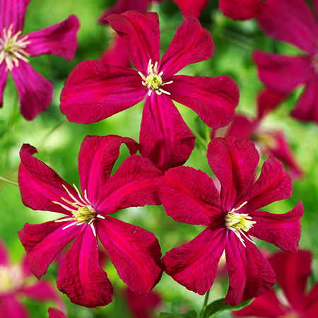 Clematis viticella 'Madame Julia Correvon'