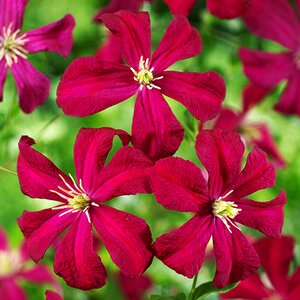 Clematis viticella 'Madame Julia Correvon'