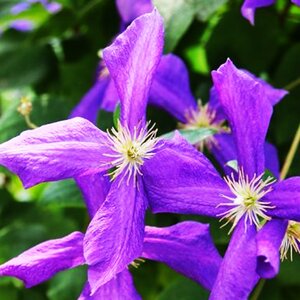 Clematis viticella 'Polish Spirit'