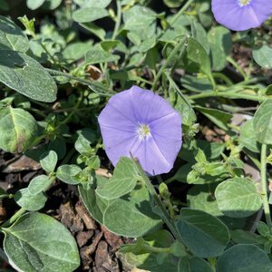 Convolvulus sabatius (mauritanicus)