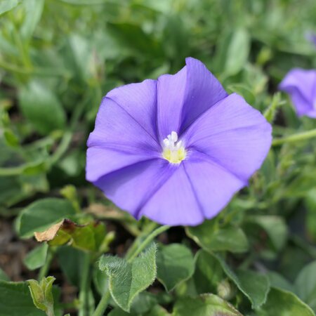 Convolvulus sabatius (mauritanicus)