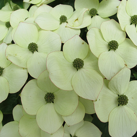 Cornus kousa chinensis