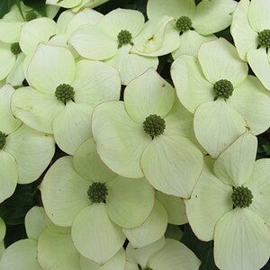 Cornus kousa chinensis