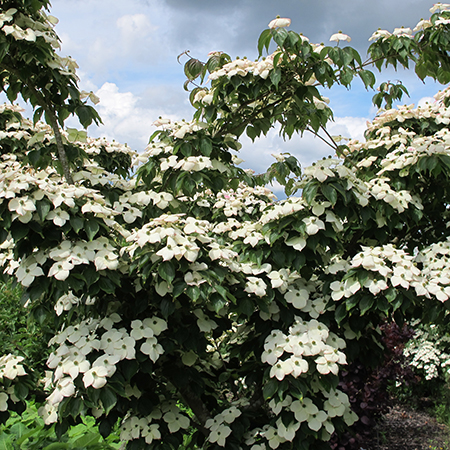 Cornus kousa chinensis