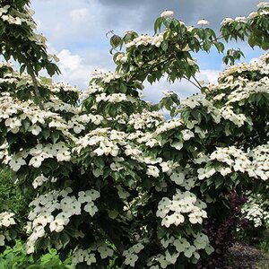 Cornus kousa chinensis