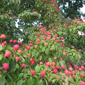 Cornus kousa chinensis