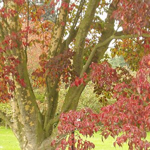Cornus kousa chinensis