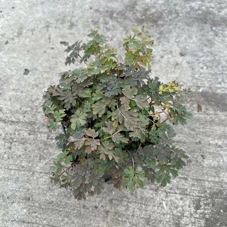 Corydalis flexuosa 'Purple Leaf'