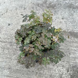 Corydalis flexuosa 'Purple Leaf'