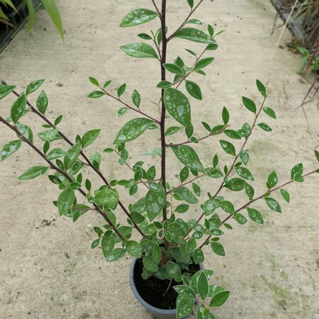 Cotoneaster crispii