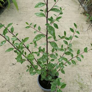 Cotoneaster crispii