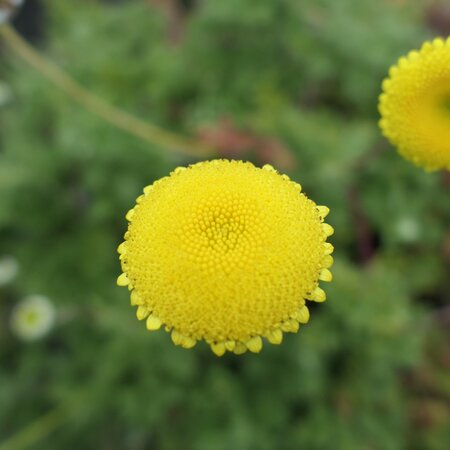 Cotula lineariloba