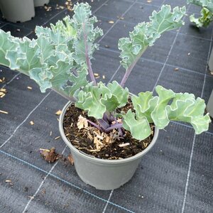 Crambe maritima