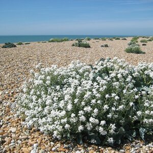 Crambe maritima