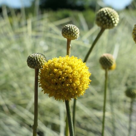 Craspedia globosa Golf Beauty