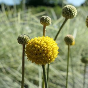 Craspedia globosa Golf Beauty