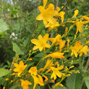Crocosmia 'Citronella' (Golden Fleece)
