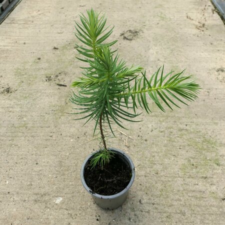 Cunninghamia lanceolata