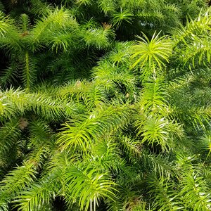 Cunninghamia lanceolata