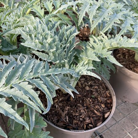 Cynara cardunculus