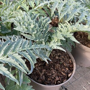 Cynara cardunculus
