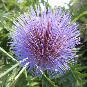 Cynara cardunculus