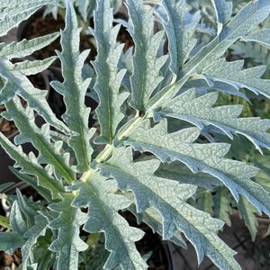 Cynara cardunculus