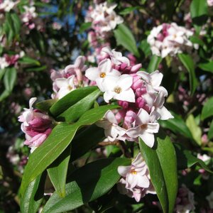 Daphne bholua Jaqueline Postill