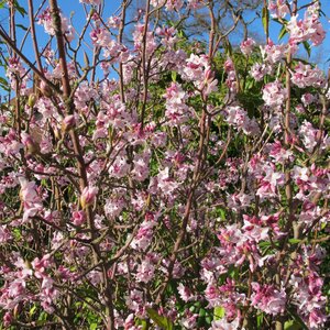 Daphne bholua Jaqueline Postill