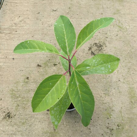 Daphniphyllum pentandrum