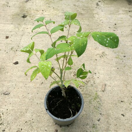 Decaisnea fargesii