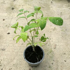 Decaisnea fargesii