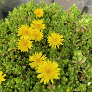 Delosperma nubigenum